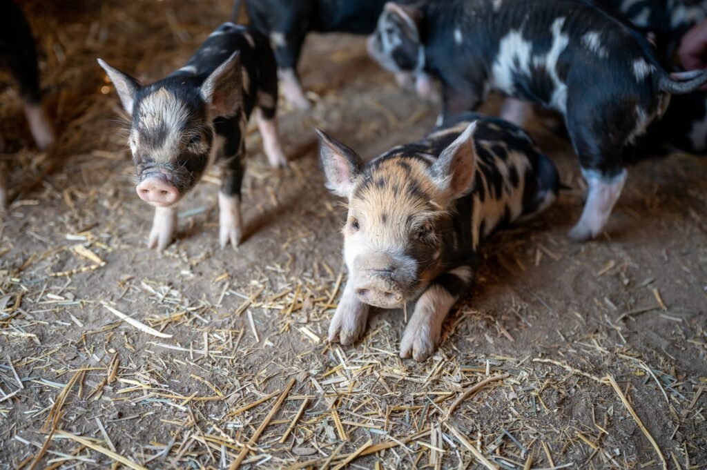 pigs in a sty