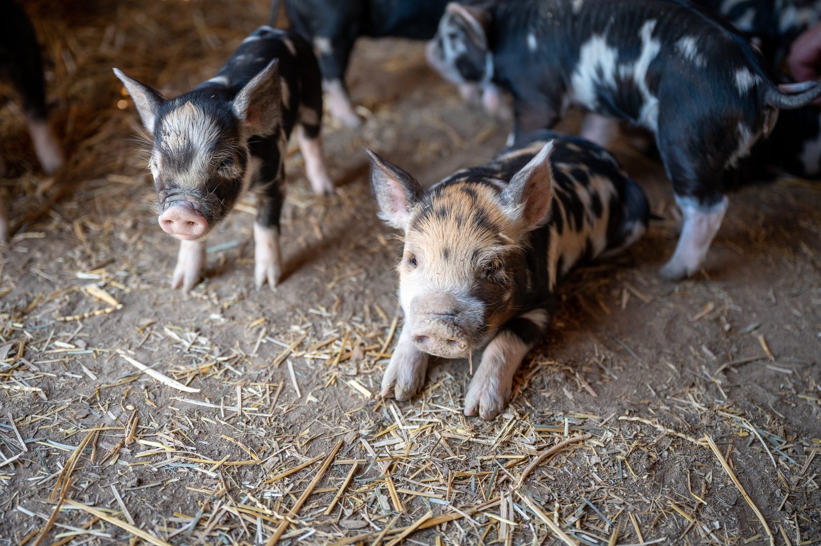 pigs in a sty