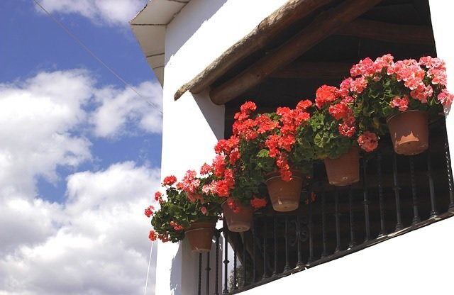 Flowers in the Alpujarra